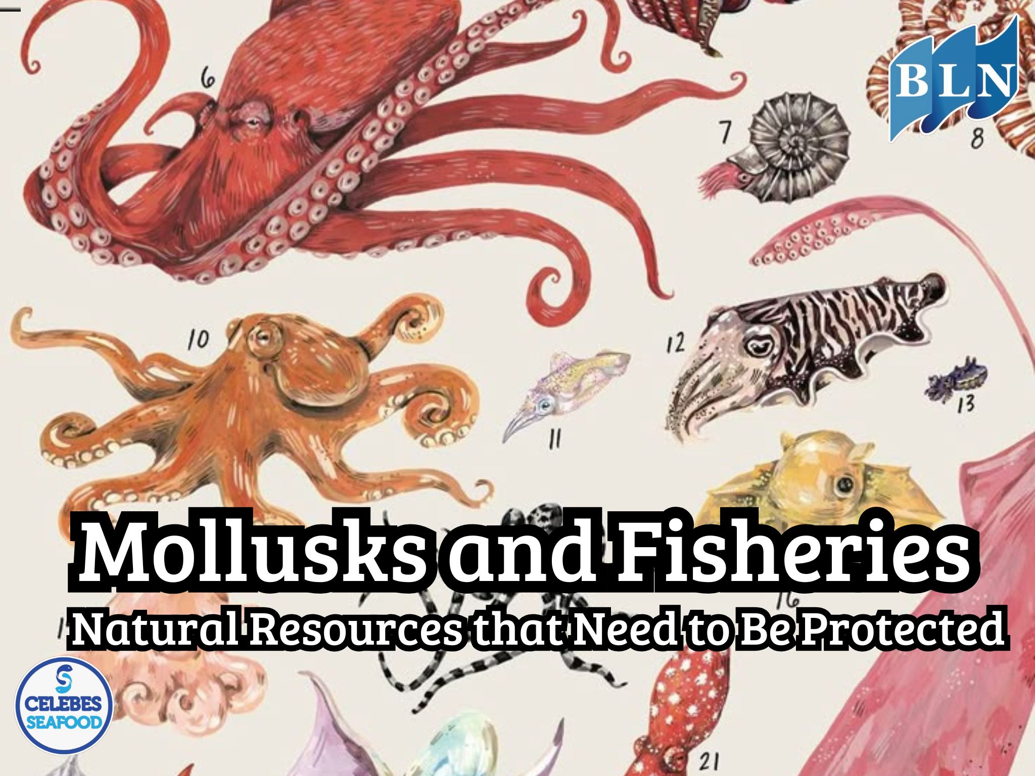 Mollusks and Fisheries: Natural Resources that Need to Be Protected
